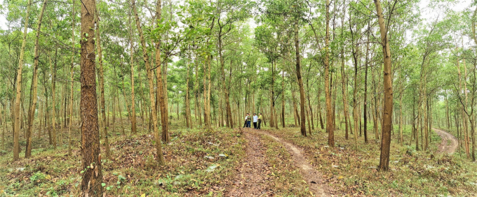 Phát triển được diện tích rừng trồng sẽ trực tiếp đem lại nguồn lợi cho chủ rừng thông qua cơ chế trao đổi tín chỉ các bon.  Ảnh: HA.