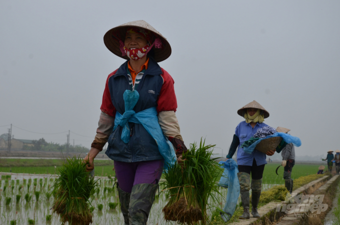 Planting rice at the Field Crop Research Institute. Photo: Duong Dinh Tuong.