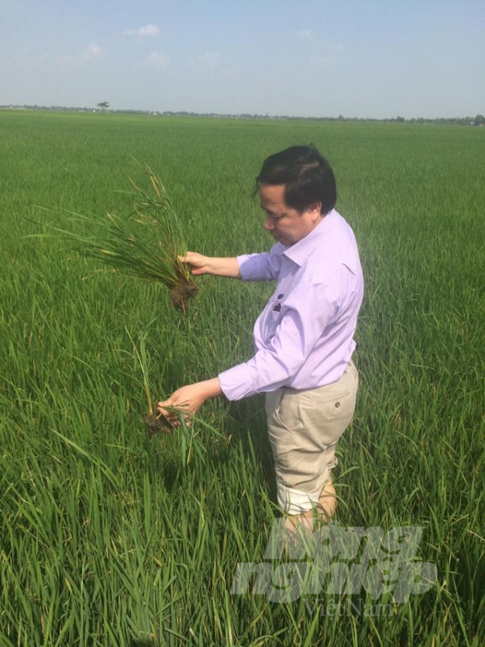 Prof. Nguyen Hong Son going into the field to check the rice plants. Photo: NVCC.
