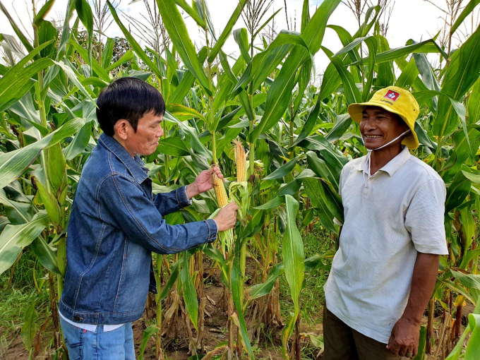 Farmer Sil Bin (Prong village, Ia M'lah commune) at the biomass cornfield. Photo: D.L.