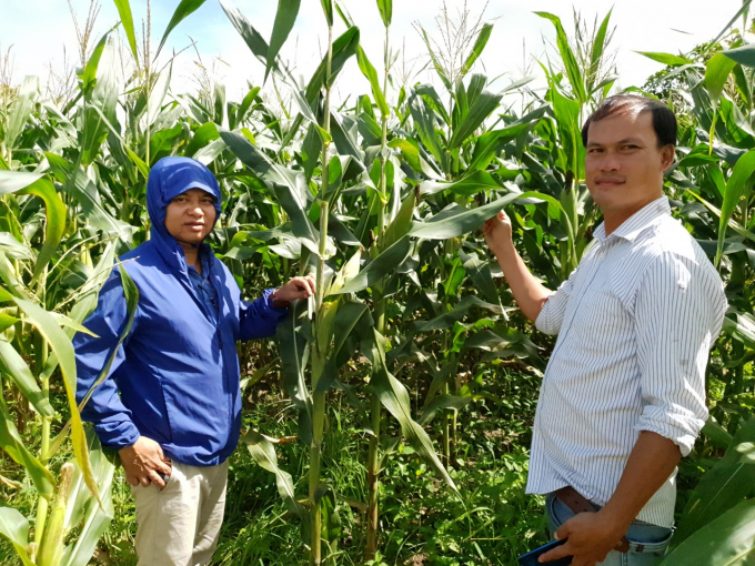 The cooperative is ready to provide initial support on seeds, fertilizers, and technical advice for farmers. Photo: D.L.