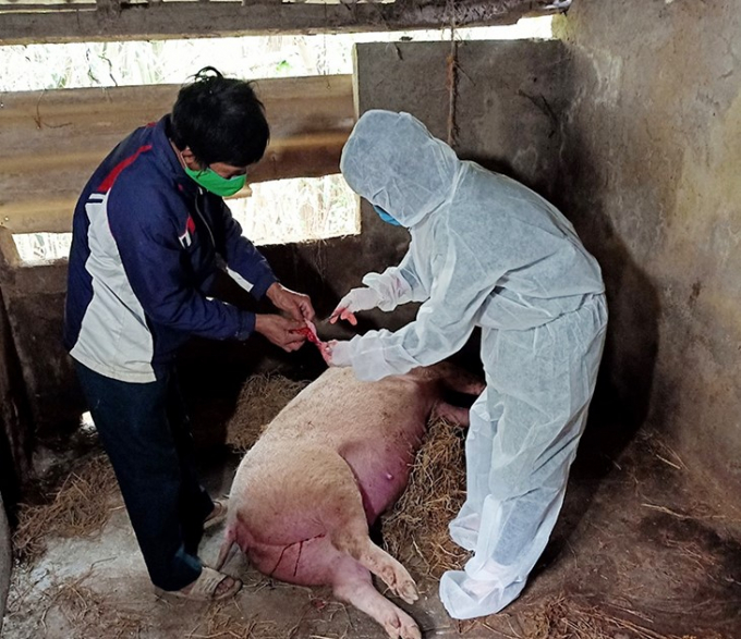 Cơ quan chuyên môn thú y lấy mẫu kiểm tra bệnh phẩm lợn chết do DTLCP. Ảnh: NTH.