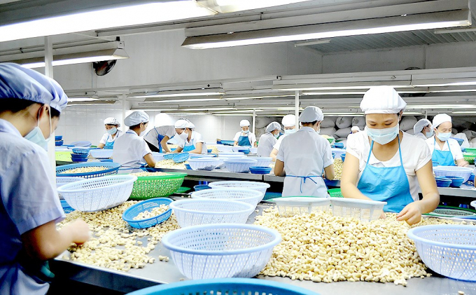 Thời gian qua, nhiều doanh nghiệp điều tại Bình Phước đã chú trọng đầu tư vào dây chuyền, công nghệ sản xuất điều. Ảnh: Nguyễn Thủy.