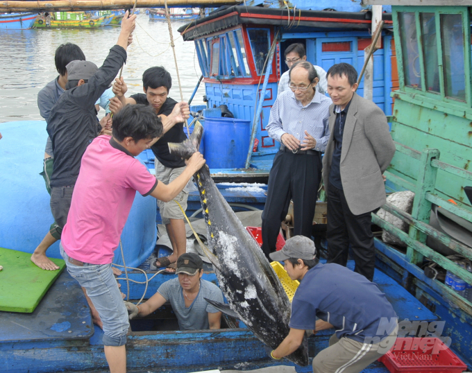 Cá ngừ đại dương của Bình Định xuất khẩu đi Nhật được lựa chọn kỹ khi cá vừa cập bờ tại Cảng cá Quy Nhơn. Ảnh: Vũ Đình Thung.