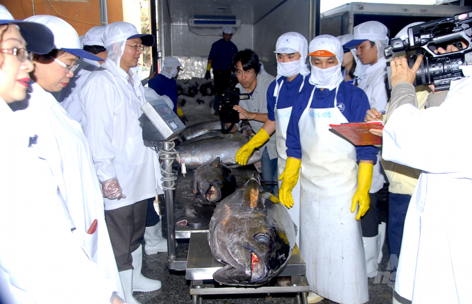 Cá ngừ đại dương lựa chọn để xuất khẩu sang Nhật Bản khi được đưa về BIDIFISCO. Ảnh: Vũ Đình Thung.