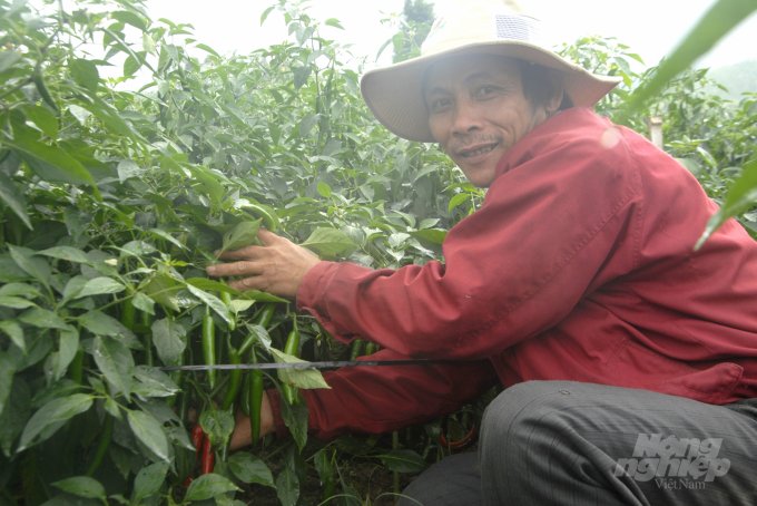Bình Định khuyến cáo nông dân không mở rộng diện tích trồng ớt do rủi ro thị trường rất lớn. Ảnh: Vũ Đình Thung.