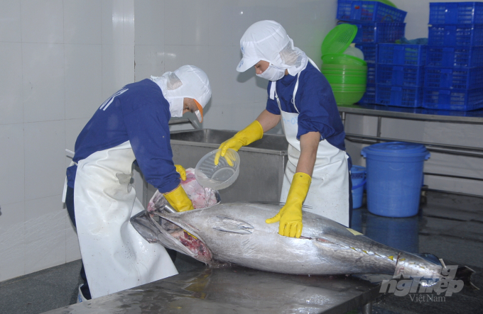 BIDIFISCO sơ chế cá ngừ đại dương trước khi đóng hộp xuất khẩu sang Nhật Bản. Ảnh: Vũ Đình Thung.