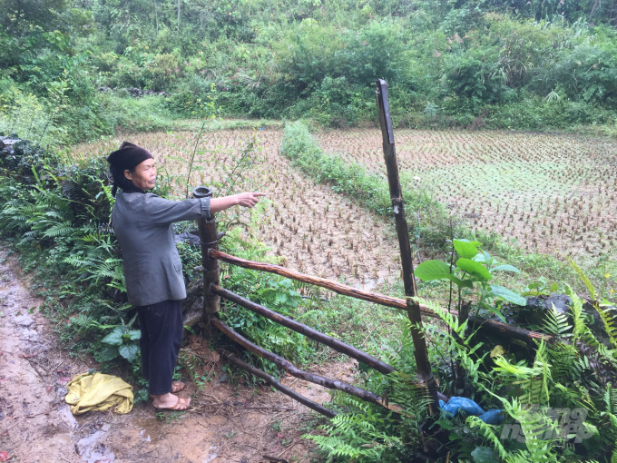 Gia đình bà Vi Thị Bào, xóm Thôn Ga, xã Quang Trung bị mất nước sản xuất từ khi Công ty mangan Cao Bằng khai thác hầm lò. Ảnh: Công Hải.