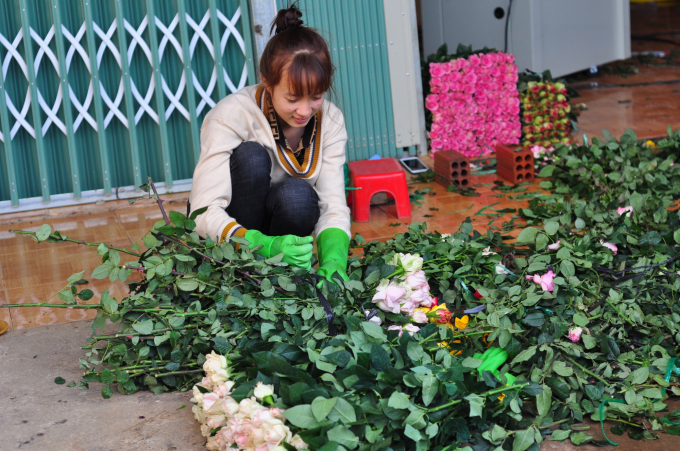 About 300 hectares of roses in Lac Duong District have been affected by the pandemic. Photo: Quang Yen.