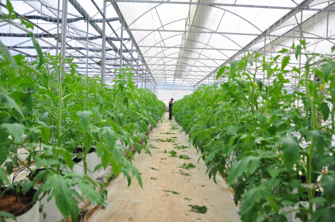 Co-operatives and businesses promote the production of high-end farm produces to serve the Lunar New Year (Tet) market. Photo: Minh Hau.