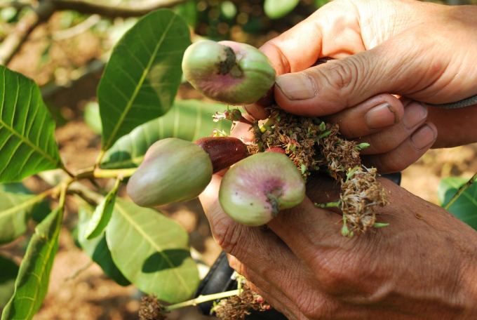 Làm theo quy trình organic, năng suất điều không tăng hơn quy trình cũ, nhưng bù lại, chất lượng, mẫu mã hạt điều cao hơn. Ảnh: Hồng Thuỷ.