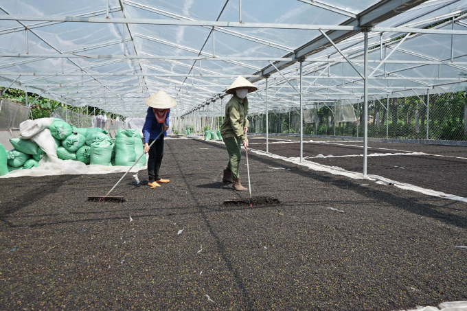 Van Dien fertilizer has become a 'familiar friend' of pepper growers over the years. Photo: TL.