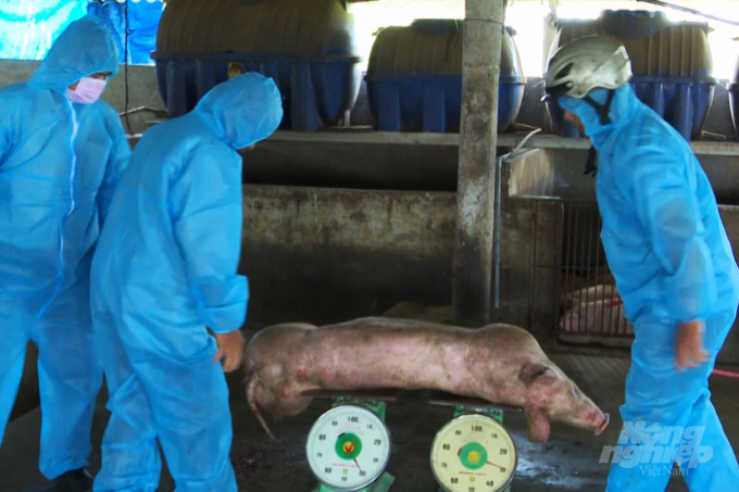 Các huyện Cam Lộ, Triệu Phong, Gio Linh và thị xã Quảng Trị là những địa phương có số lượng lợn mắc bệnh cao. Ảnh: CĐ.
