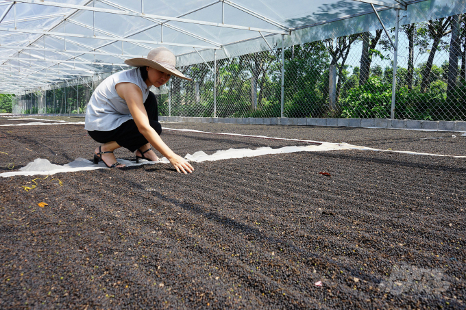 Để chinh phục được các thị trường khó tính như châu Âu, Mỹ…, ngoài tiêu chí quan trọng nhất là hạt tiêu phải sạch, đảm bảo chất lượng thì còn đảm bảo các yếu tố cảm quan như kích cỡ đồng đều, màu sắc đồng nhất... Ảnh: Tâm Phùng.