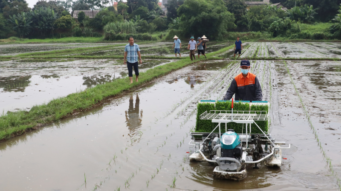 Bộ NN-PTNT đề nghị các địa phương phía Bắc lấy trà xuân muộn làm chủ lực. Ảnh: TL.