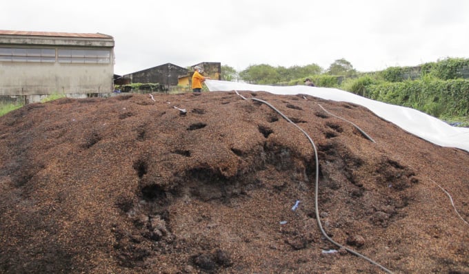 After evenly mixing the components, the compost will be covered with tarpaulin to decay. Photo: Minh Hau.