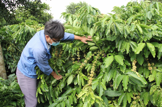 Những vườn cà phê được bỏ phân hữu cơ ủ từ vỏ cà phê xanh tốt, sai trái. Ảnh: Quang Yên.