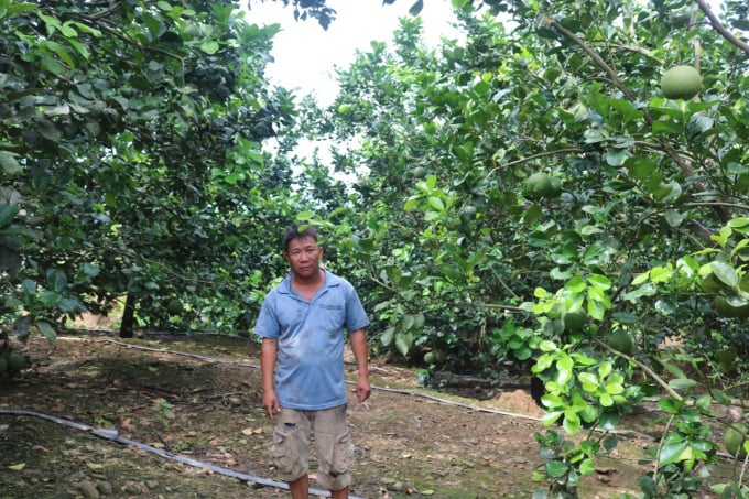 Với cây ăn quả, Khánh Hòa đặt mục tiêu hình thành vùng sản xuất cây ăn quả hữu cơ đạt khoảng 500 ha vào năm 2025. Ảnh: KS.