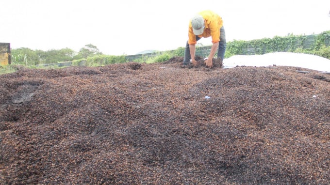 Hầu như toàn bộ vỏ cà phê được người dân Tây Nguyên tận dụng ủ làm phân hữu cơ. Ảnh: M.P.