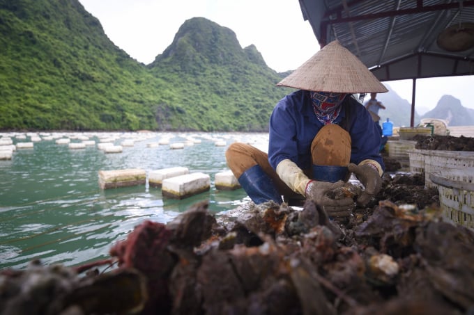 Với sự chung tay vào cuộc của các tổ chức đoàn thể, doanh nghiệp, việc tiêu thụ sản phẩm thủy sản của Quảng Ninh đã được khơi thông. Ảnh: Đinh Tùng.