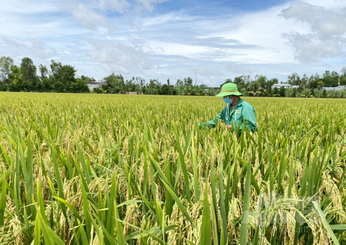 Hiện nay Doseco cùng ThaiBinh Seed tiếp tục triển khai trồng thí nghiệm một số giống mới có triển vọng và có thể thích ứng với biến đổi khí hậu như giống TBR919 và giống TBR97 ở các tỉnh phía Nam. Ảnh: Ngọc Trinh.