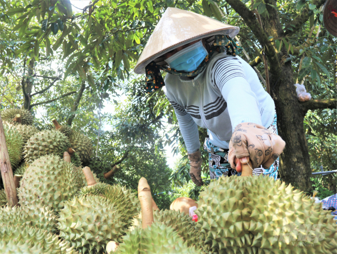 Đợt hạn mặn nghiêm trọng nhất trong lịch sử ĐBSCL đã làm thiệt hại nặng nề cho người trồng sầu riêng tỉnh Tiền Giang. Ảnh: Phạm Hiếu.