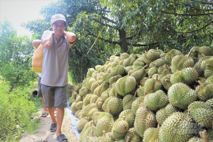 According to experts, people need to complete 5 steps within 60 days to be able to restore durian gardens. Photo:  Pham Hieu.