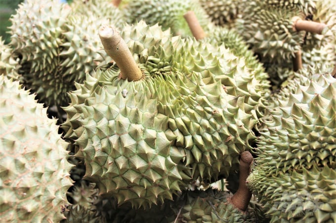 Durian fruit has helped improve the economy of Tien Giang people. Photo:  Pham Hieu.