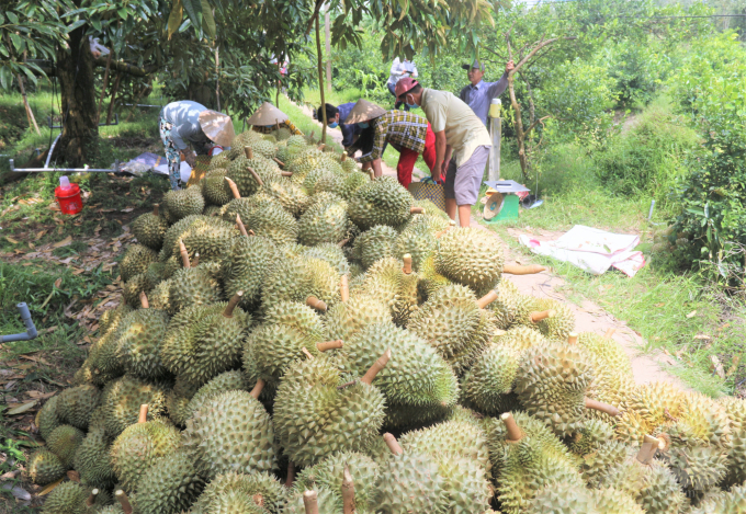 Tien Giang durian is highly appreciated by consumers for its quality. Photo:  Pham Hieu.