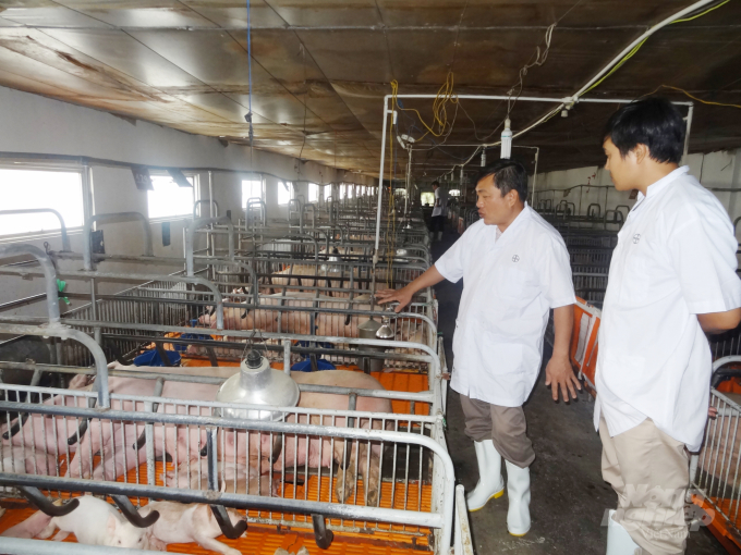 Chăn nuôi heo quy mô trang trại ở huyện Củ Chi, TP.HCM. Ảnh: Sơn Trang.