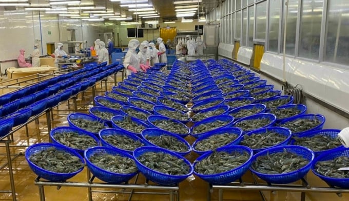 Tình hình xuất khẩu thủy sản của tỉnh Bạc Liêu trong 9 tháng đầu năm đạt trên 527 triệu USD. Ảnh: Trọng Linh.