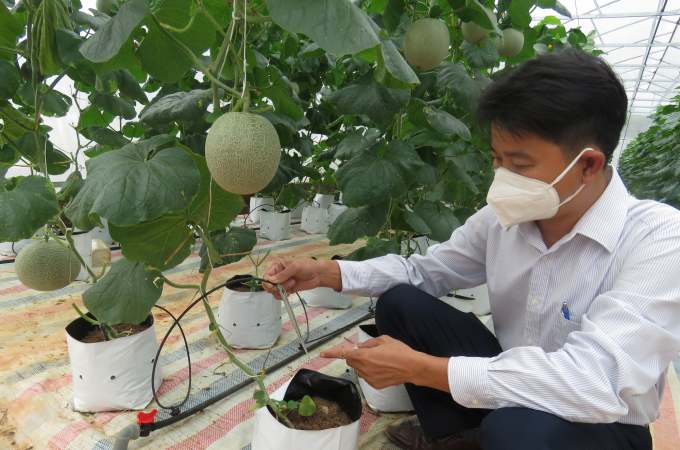 Khu nhà được áp dụng công nghệ tưới nhỏ giọt tự động nên giảm nhân công và đảm bảo độ ẩm cho cây trồng. Ảnh: Tâm Phùng.