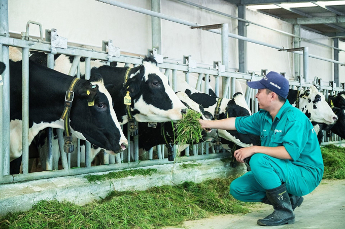 Mô hình nông nghiệp tuần hoàn tại Trang trại bò sữa Tây Ninh. Ảnh: Trần Trung.