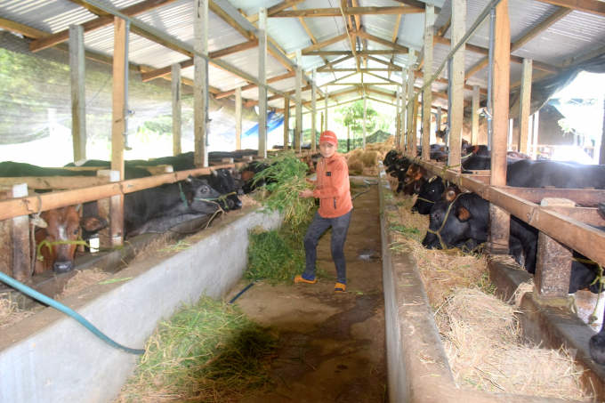 Bình Định đang phát triển chăn nuôi bò và xây dựng thương hiệu 'Bò thịt chất lượng cao Bình Định'. Ảnh: V.Đ.T