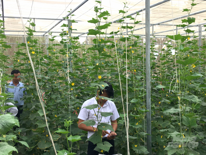 Bình Định đang phát triển mạnh sản xuất nông nghiệp công nghệ cao. Ảnh: V.Đ.T