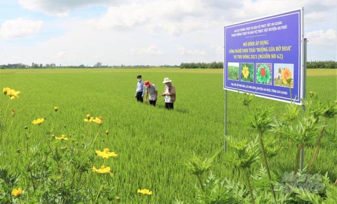 Mô hình áp dụng công nghệ sinh thái 'Ruộng lúa bờ hoa' được triển khai tại huyện An Phú, tỉnh An Giang. Ảnh: Phạm Hiếu.