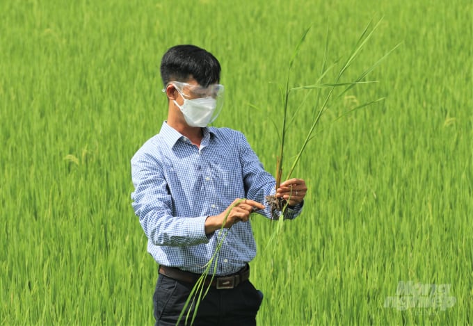 Theo ông Nguyễn Văn Khang, 'Ruộng lúa bờ hoa' là một trong những mô hình cần được nhân rộng. Ảnh: Phạm Hiếu.