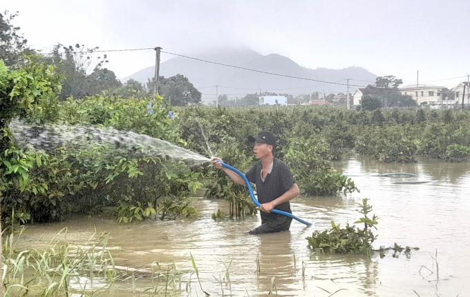 Chủ nhà vườn ở xã Nhơn Phong (Thị xã An Nhơn, Bình Định) tưới nước rửa những cây mai bị ngập lũ trong những ngày cuối tháng 10/2021. Ảnh: Vũ Đình Thung.