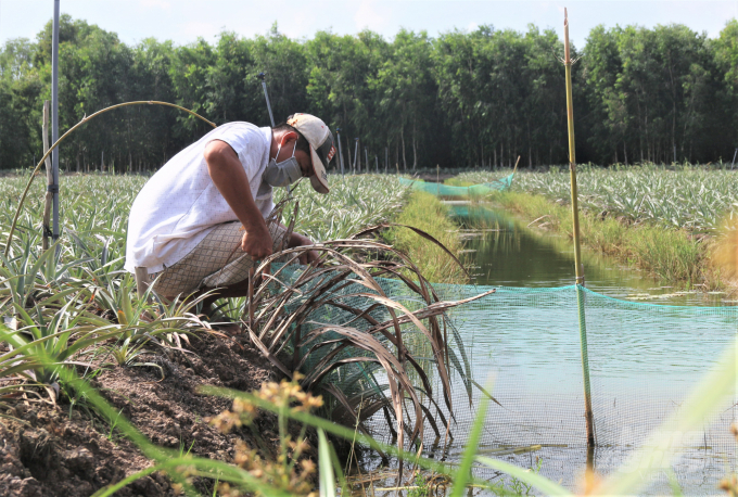 Nhờ có những công trình thủy lợi điều tiết mặn ngọt nên người nông dân đã có nước ngọt để nuôi cá. Ảnh: Phạm Hiếu.