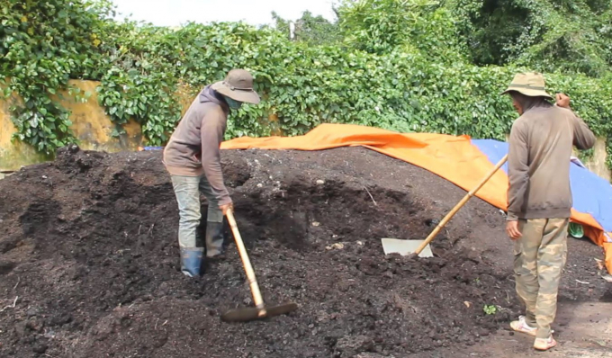 After 3 months of composting, organic fertilizer from coffee shells can be used to fertilize plants. Photo: Quang Yen.