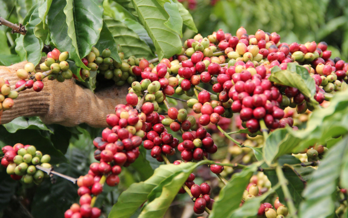 Nhờ được bón phân hữu cơ từ vỏ cà phê đúng quy trình nên cà phê phát triển tốt, cho năng suất cao. Ảnh: Minh Hậu.