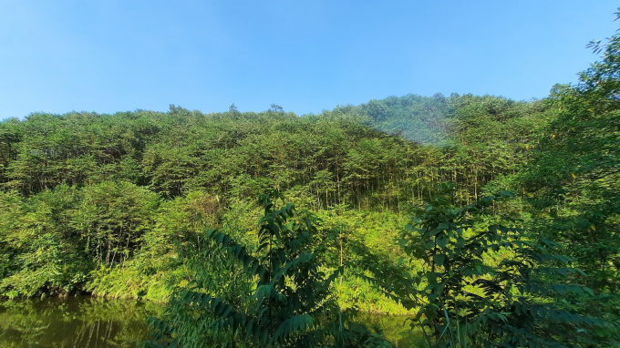 Những cánh rừng bạt ngàn ở xã Động Quan không chỉ mang lại kinh tế cho bà con mà còn tạo chuyển biến rất tích cực về môi trường sinh thái ở địa phương. Ảnh: Khắc Điệp.