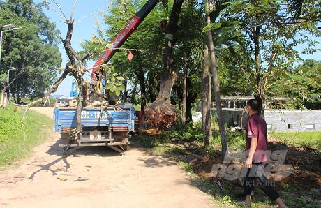Nhiều cây đánh chuyển đã được đưa đến những tuyến đường phù hợp với loại cây đô thị theo quy hoạch của Thành phố Thái Nguyên: Ảnh Đồng Văn Thưởng