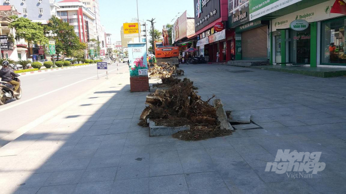 Nhiều cây trên tuyến đường Hoàng Văn Thụ đã bị mục gốc buộc phải chặt bỏ. Ảnh Đồng Văn Thưởng