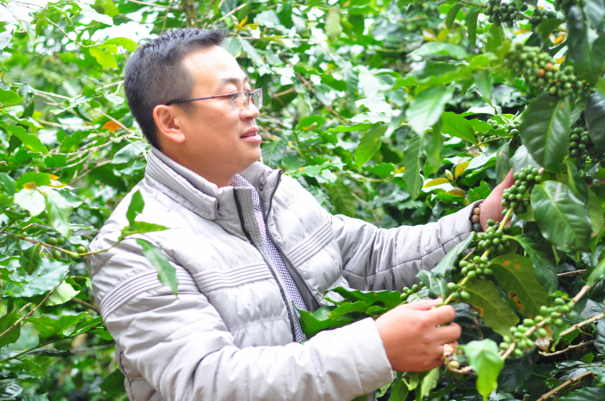  Hiện nay, anh Nguyễn Song Vũ liên kết với nhiều hộ dân khác để sản xuất cà phê, sản xuất trà cascara. Anh cũng phổ biến kỹ thuật làm trà cascara cho người dân địa phương. Ảnh: Quang Yên.