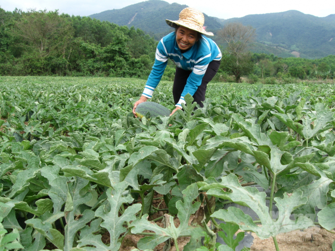 Nông dân trồng dưa hấu nếu có nhu cầu, ngành nông nghiệp Bình Định sẵn sàng làm thủ tục cấp mã số vùng trồng. Ảnh: Vũ Đình Thung.