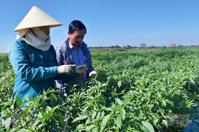 For chili exports to markets such as China and Malaysia, Yen Dinh district (Thanh Hoa province) has built 15 growing zones with a total area of 135 hectares to grant planting area codes. Photo: Vo Dung.