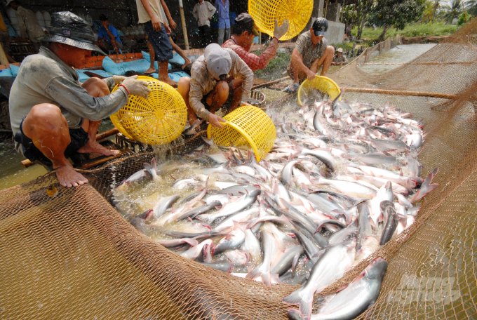 Doanh nghiệp và nông dân đang bắt tay đẩy mạnh phục hồi sản xuất cá tra. Ảnh: Lê Hoàng Vũ.