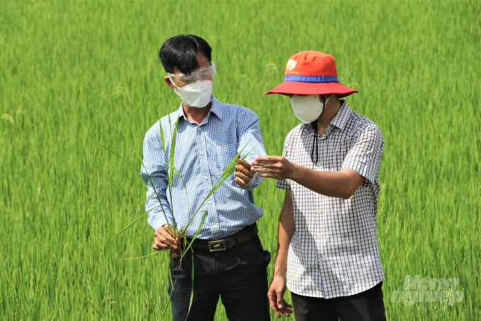 Farmers in Mekong Delta are interested in organic rice growing. Photo: Pham Hieu.