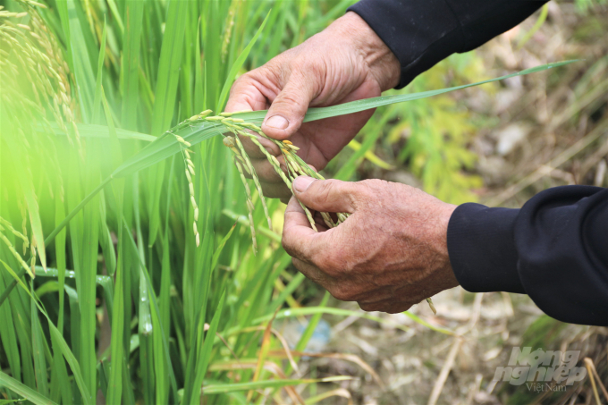 Nhờ sản xuất lúa theo hướng hữu cơ, chất lượng sản phẩm nông nghiệp được cải thiện, qua đó nâng cao thu nhập cho người nông dân. Ảnh: Phạm Hiếu.